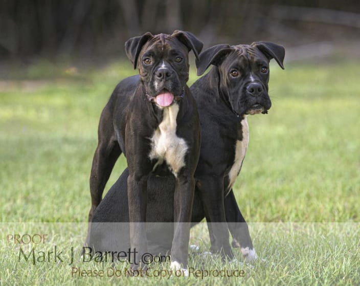 Juvenile Boxer Dog Brothers