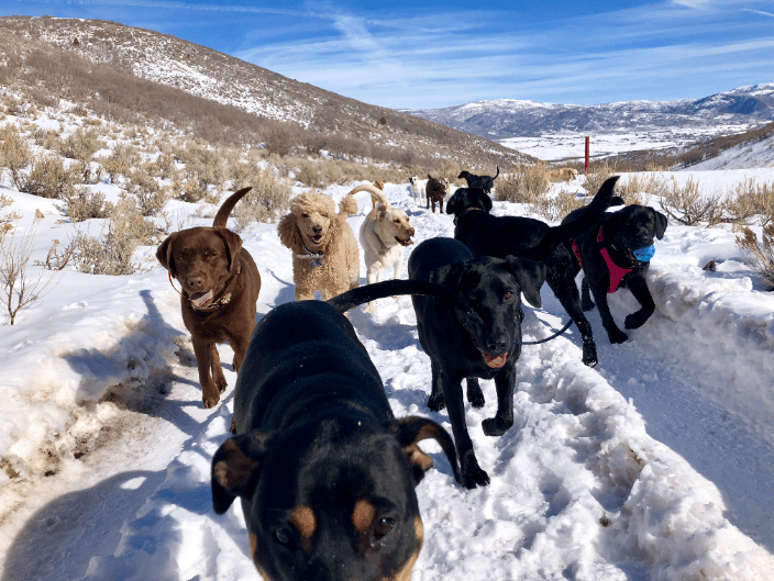 Our Pack Hikes