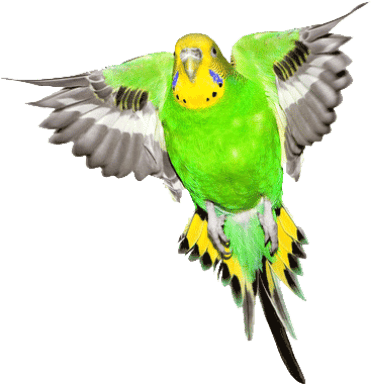 bird