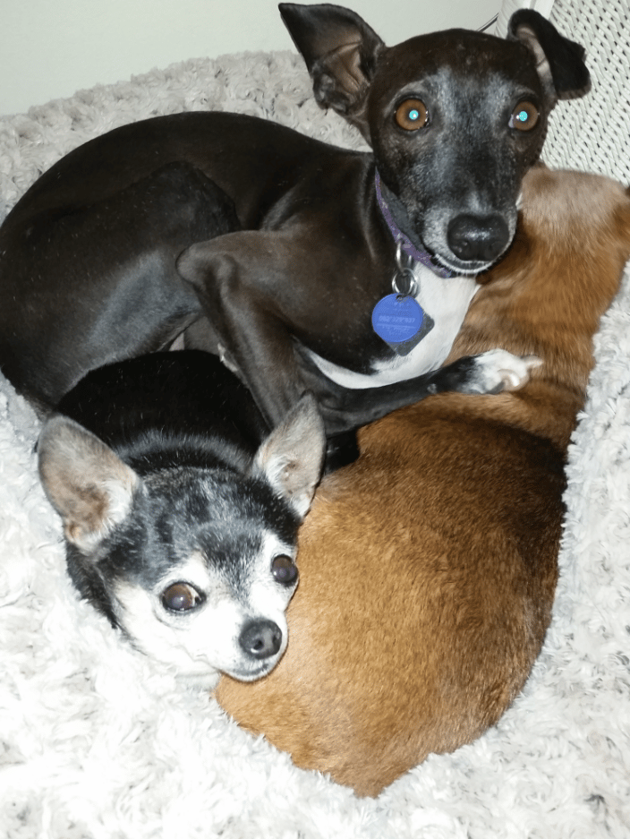 my fur babies