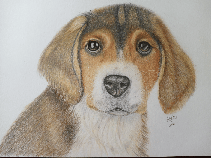 Mr. Beasley, A Beagle