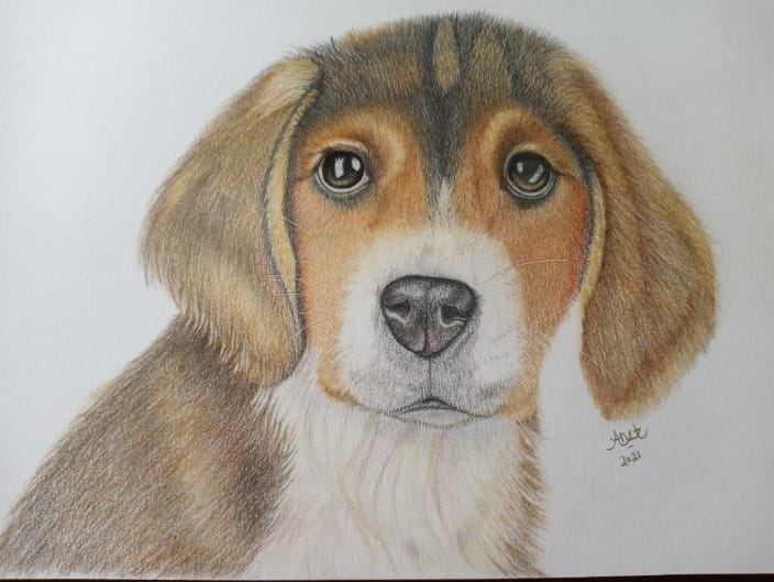 Mr. Beasley, A Beagle