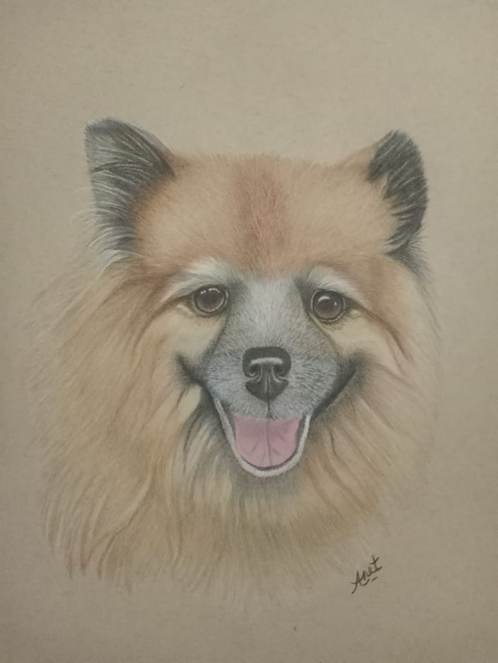 Mitzi, A Pomeranian