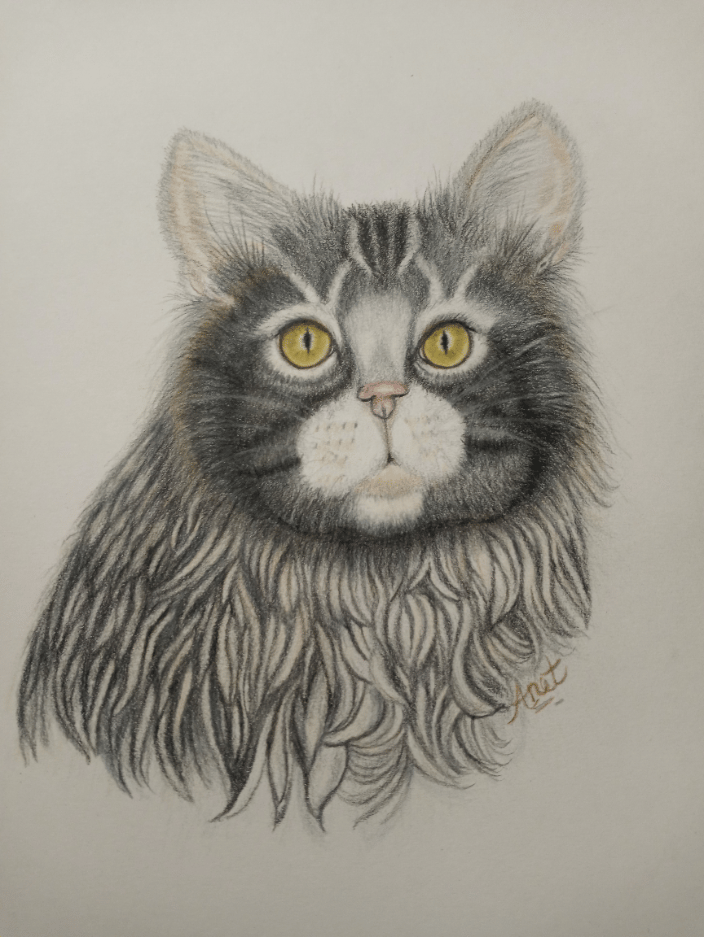 Tinker, A Maine Coon