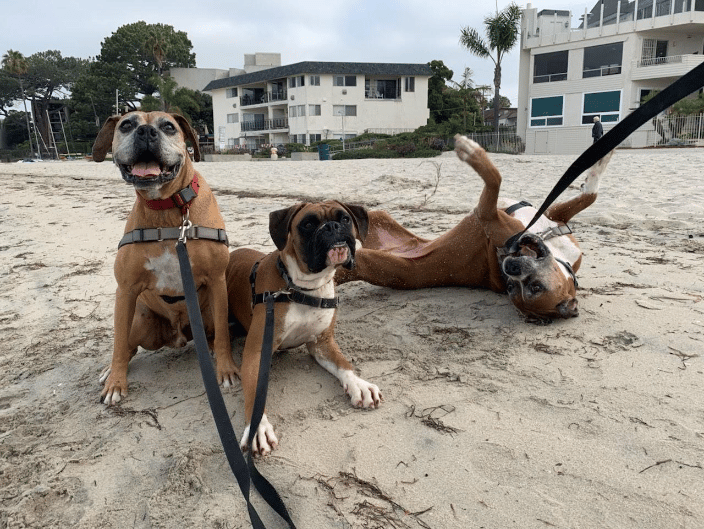 Pack of Boxers