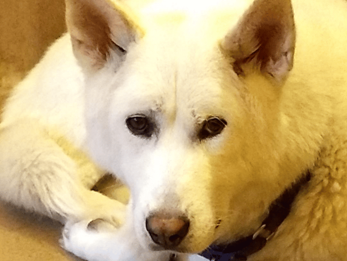 Archie - rescue from a Korean dog meat farm :(