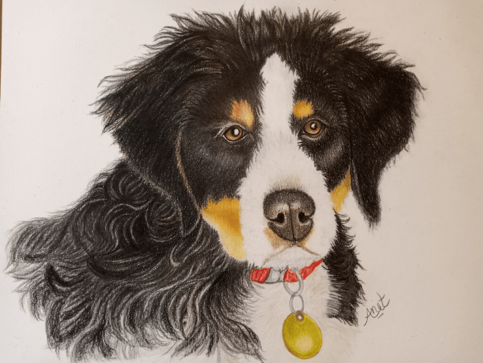 A Bernese Mountain Puppy