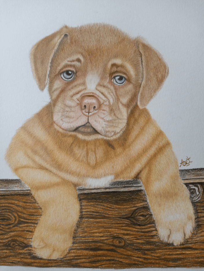 A Cute Shar Pei Puppy