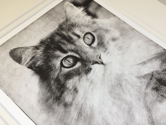 Custom Cat Portrait Detail