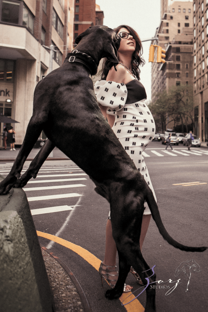 Great Dane with an expecting mom.