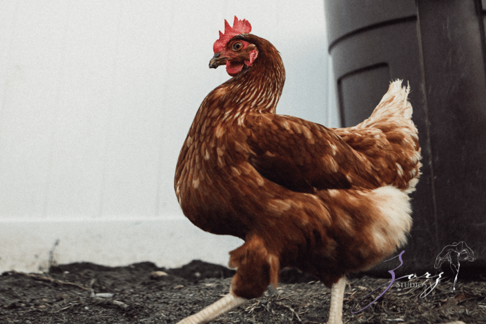 A very important hen