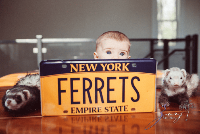 Ferrets, ferrets are everywhere!