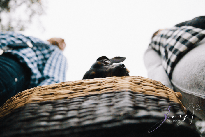Curious dog in a picnic basket