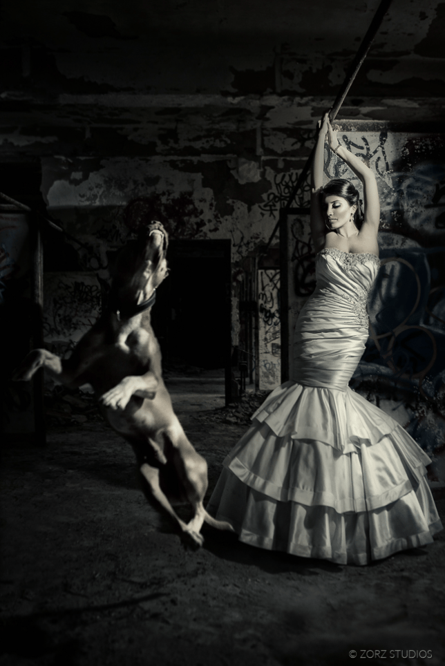 A bulldog jumping next to a glamorous bride