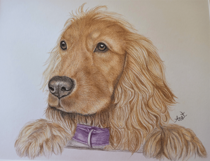 Cocker Spaniel