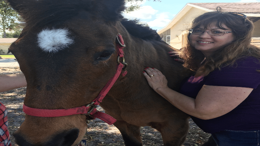 Reiki on  Horse