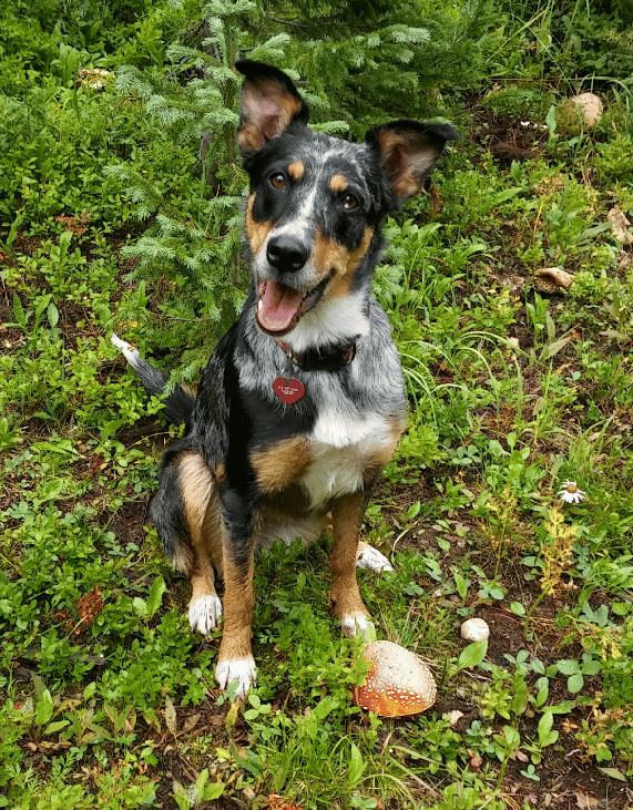 Blossom loves foraging for culinary mushrooms in the Rocky Mtns (these Amanita Muscaria are not edible, but they make for pretty pictures!)