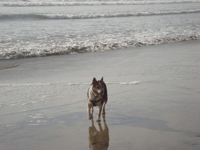 Clementine loved visiting the Pacific Ocean