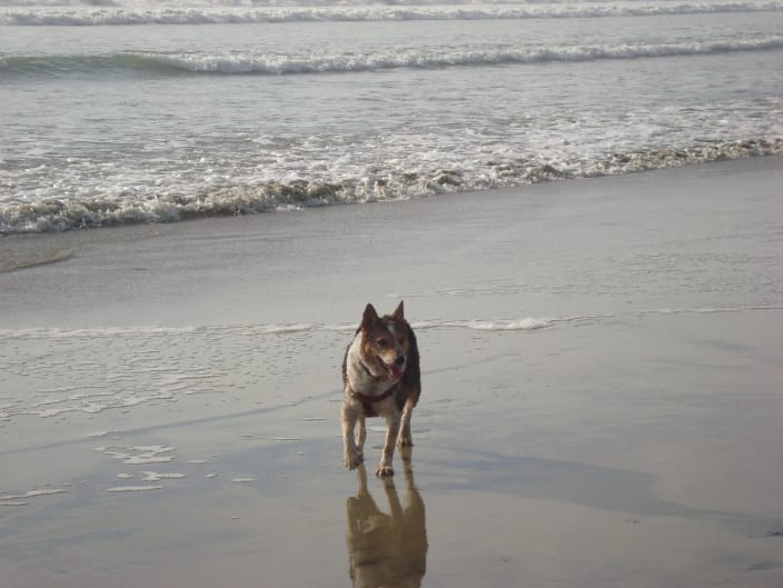 Clementine loved visiting the Pacific Ocean