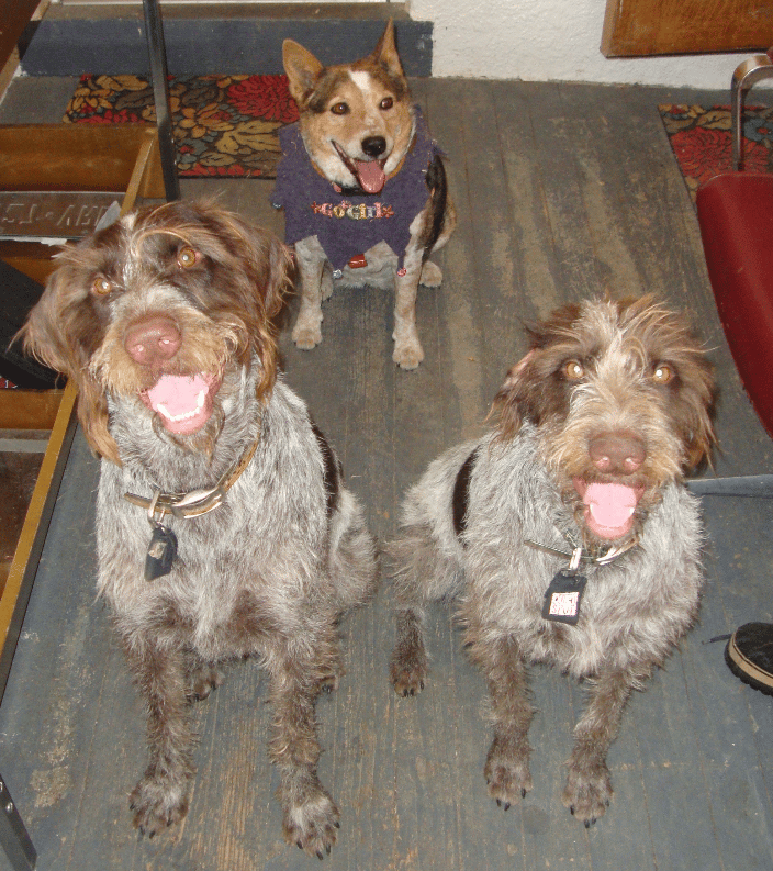 Stanley, Clementine, and Stella- there's nothing like good friends!