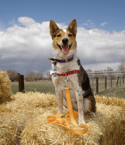 Clementine on a hay bale in the SLV of Colorado
