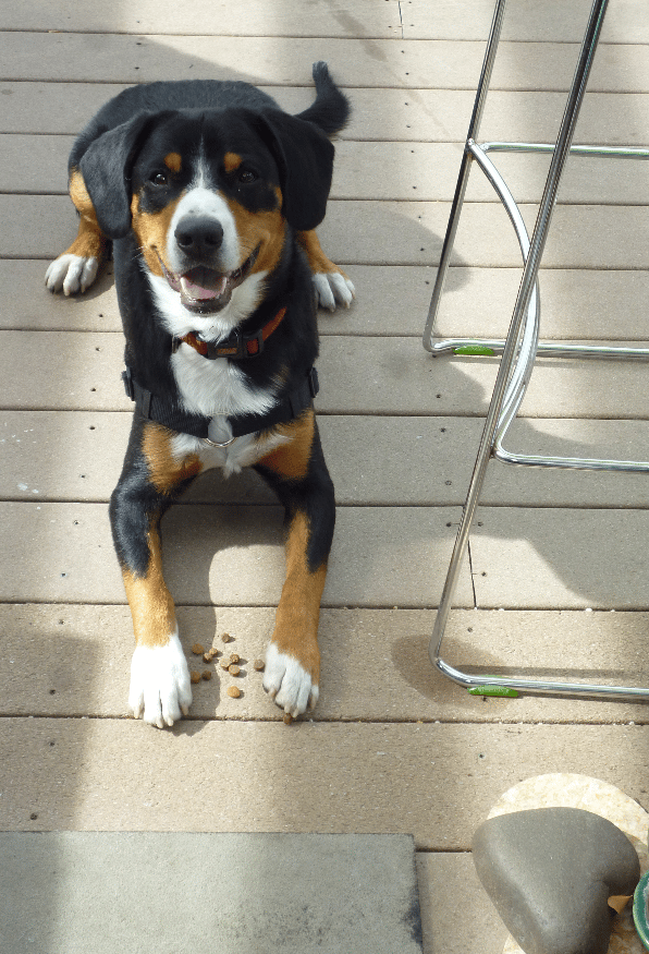 Enzo shows off his "Leave it" (always followed by "Get it!")