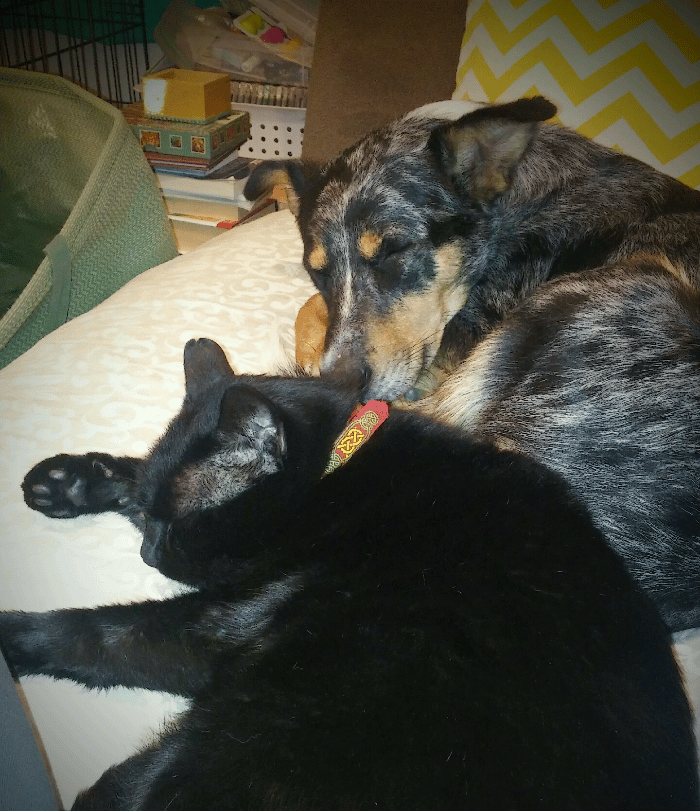 SARK the dog training cat and PBT