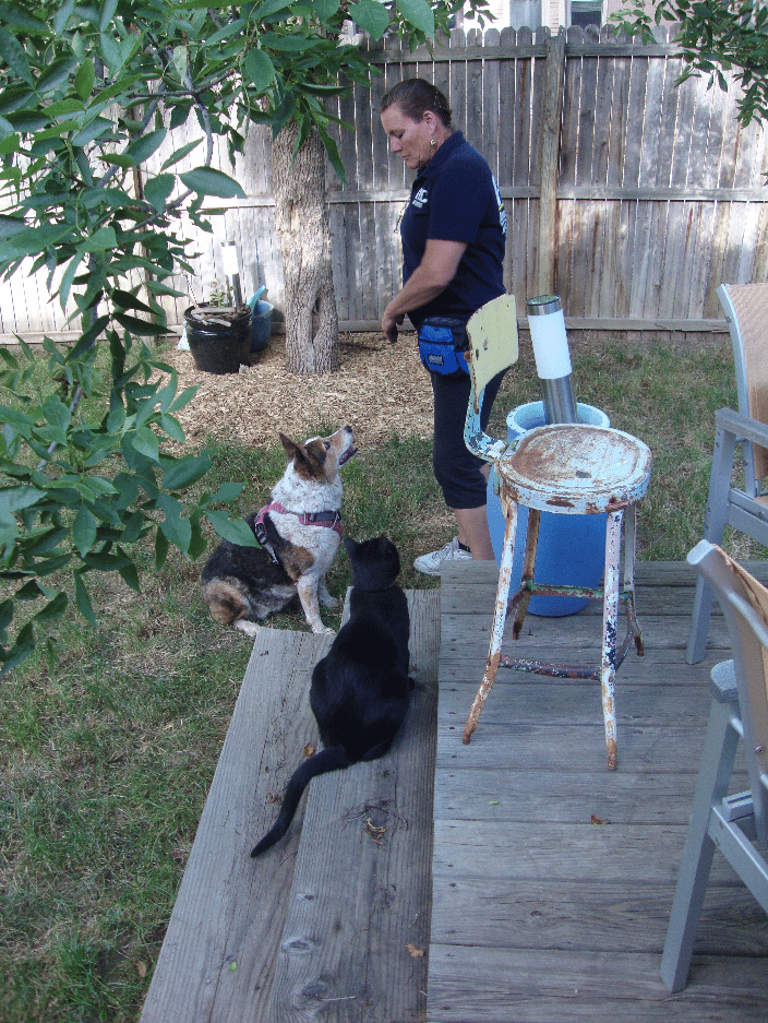 Student Trainer capturing focus with dog and cat