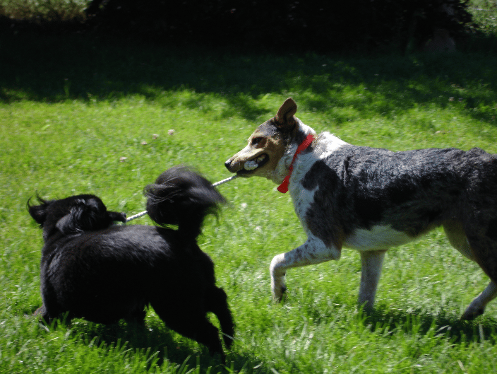 There's nothing like sharing your toys with a good friend