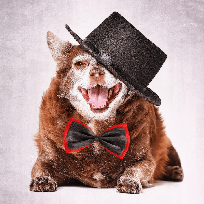Epic Dog Studio Session