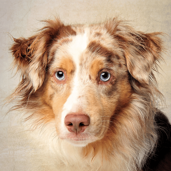 We'll capture their canine glory! 