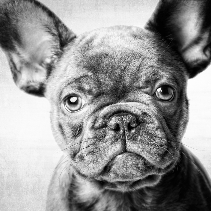 For the Love of Dog, who could resist that face?!
