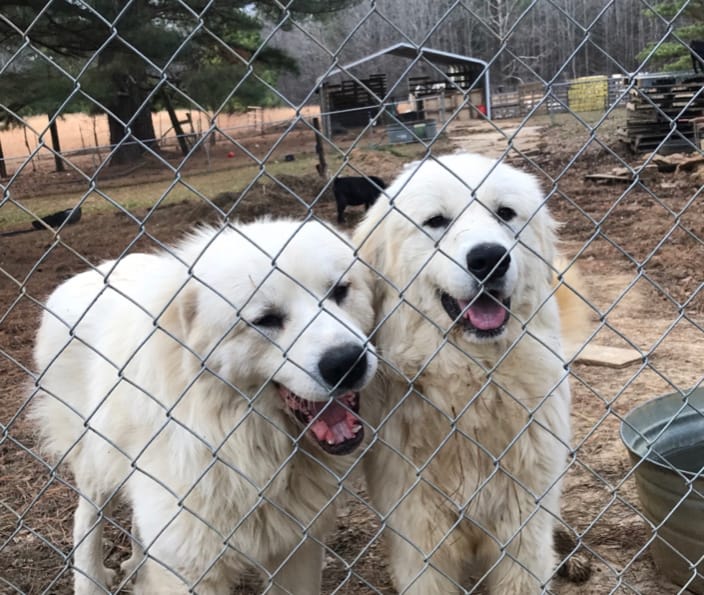 Two Great Pyrenees We Transported.
