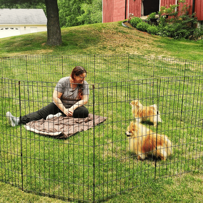 OFF Site Animal Reiki treatment 