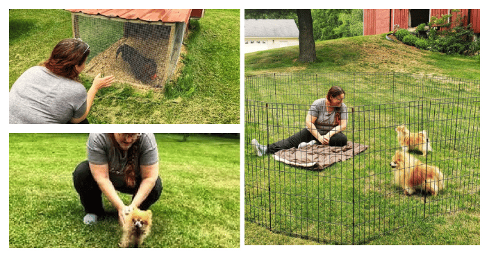 OFF Site Location, Treating Animals for the afternoon
