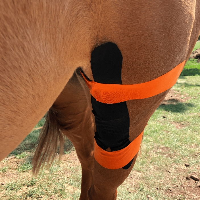 Kinesiology Taping -- stifle support