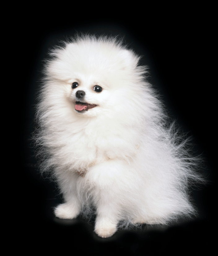 Mr Snowy