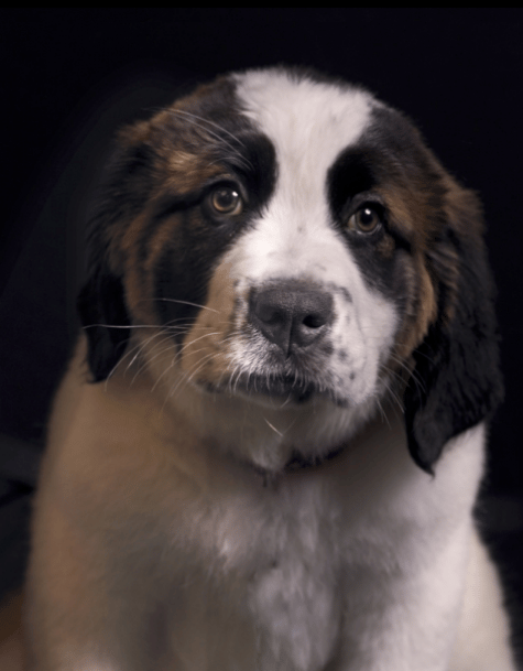 big puppy