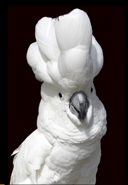 Parrot