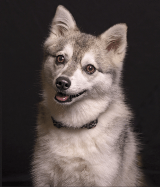 Beautiful dog