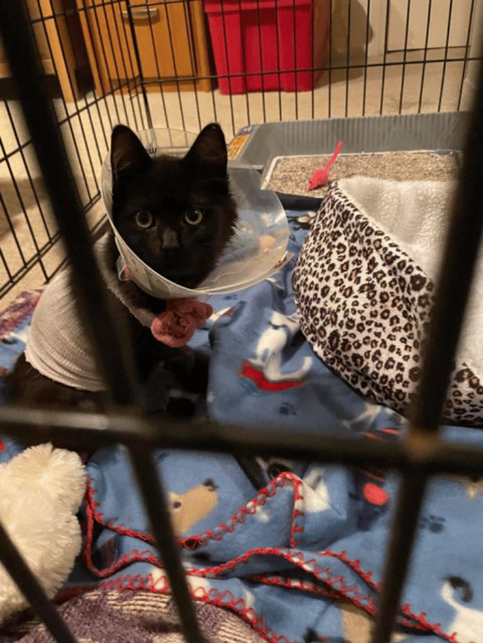 Riley after surgery for a Diaphragmatic Hernia