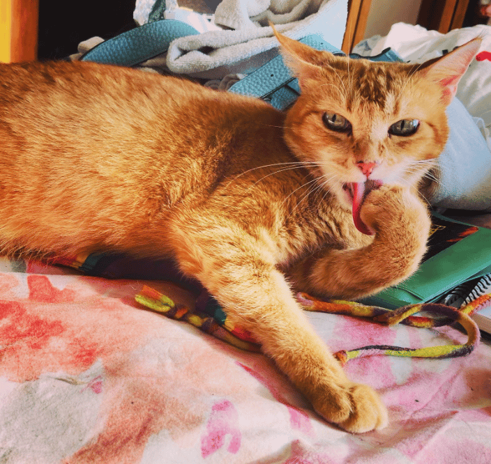 Leona bravely battling mammary cancer