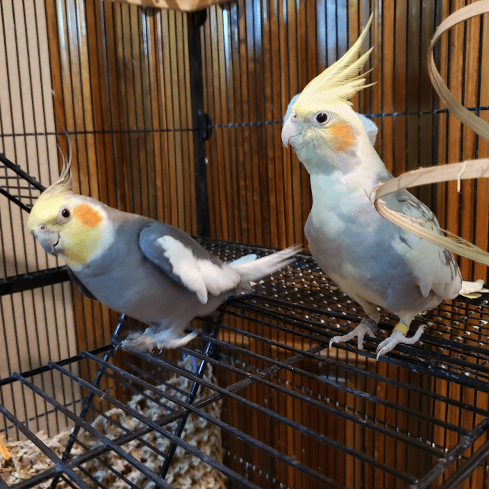 Our fine feathered friends