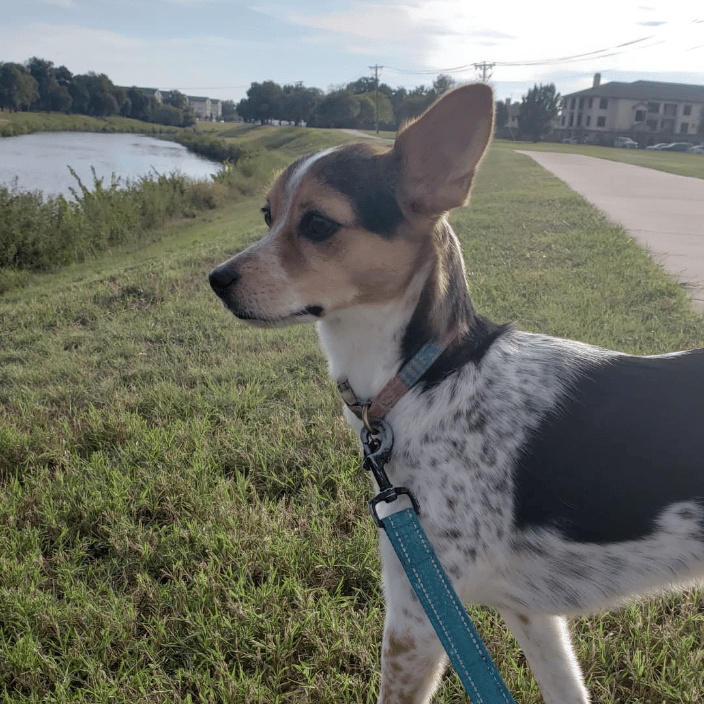 Out for a walk on the trail!