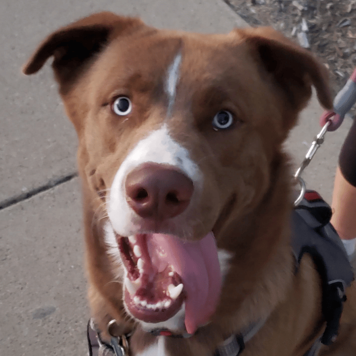 Our good friend Blue - his eyes say it all.