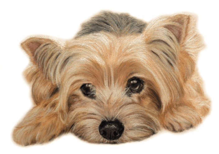 Pastel Portrait of a very cute yorkie