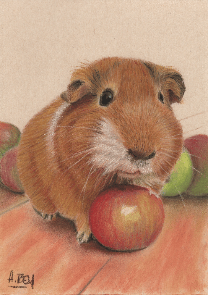 Pastel of Oli the Guinea Pig