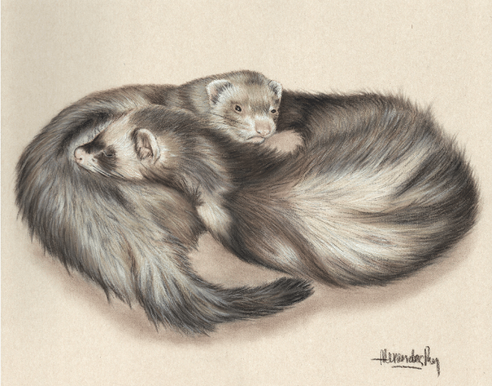 Ferrets in pastels