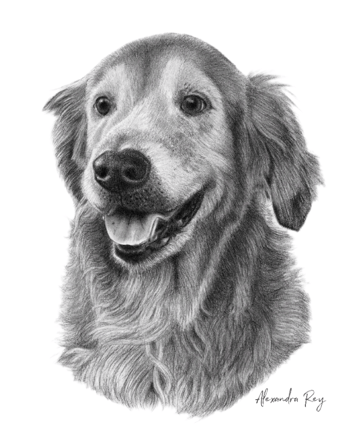 Golden Retriever in pencils