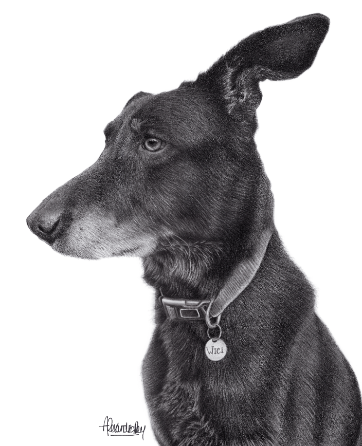 Pencil portrait of Wici
